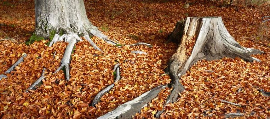 Rimozione Ceppi Di Albero Prezzo E Preventivi Online 2021 Habitissimo