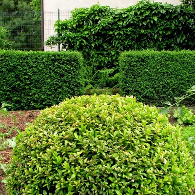Consigli e prezzi per progettare un giardino di casa habitissimo Giardini di casa