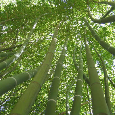 Bambù