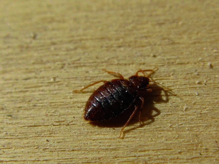 La cimice