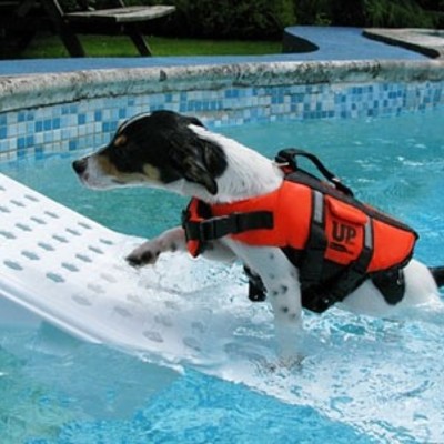 Scaletta piscina per animali