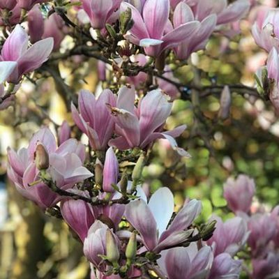 Magnolie