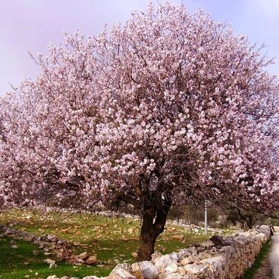 Alberi di mandorle