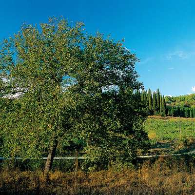 Alberi di noci