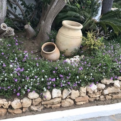 Abelia