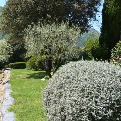 Oleandro