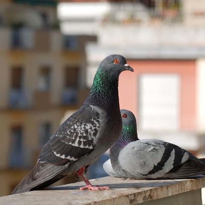Piccioni