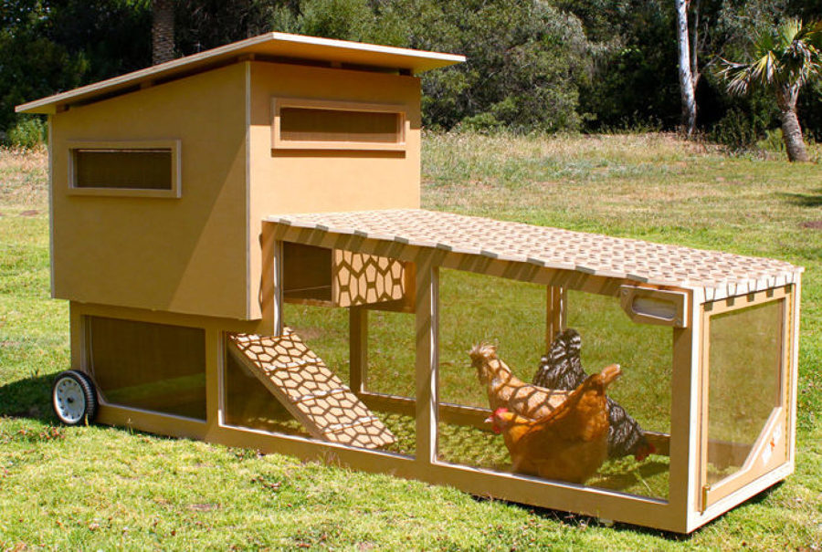 Quante Galline Si Possono Tenere Per Uso Domestico