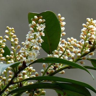 Siepe di laurocerasus