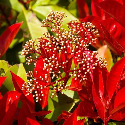Siepe di Photinia