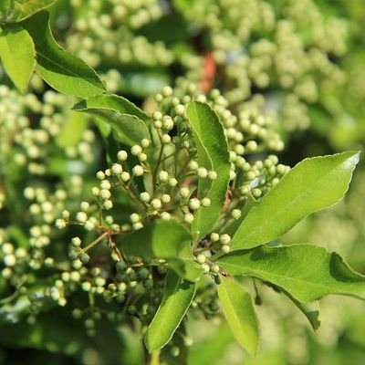 Siepe di pyracantha