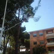 Abbattimento alberi