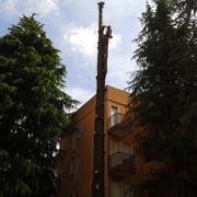 abbattimento controllato cedro in parco condominiale
