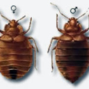 Cimici Dei Letti