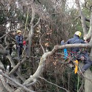 consolidamento Fagus sylvatica pendula in parco scolastico