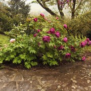 Il giardino all'inglese - particolare