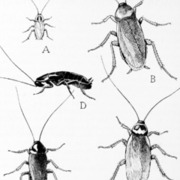 Insetti infestanti: Blatte.
