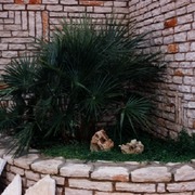 listelli Trani sp. cm. 4/6