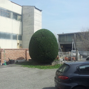 potatura altezza 5 metri