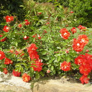 rosa tapezzante