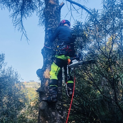 Abbattimento pianta