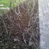 Pulizia terreno