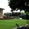 Prato con piante selvatiche da estirpare