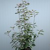 Piantare Photinia Red Robin
