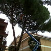 Potatura alberi alto fusto