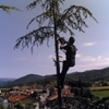 Potare 4 alberi ad alto fusto