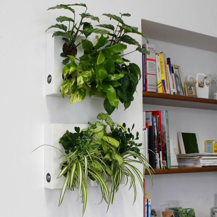 Foto: piante da interno giardino verticale di marilisa dones #392879 ... Giardino verticale interno