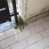 Valutazione danni se condominiali o privati