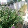 Manutenzione giardino incolto (in stato di abbandono - foto)