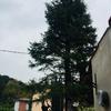 Potare O Tagliare Alberi