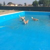 Pavimentazione piscina