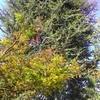 Potare O Tagliare Alberi