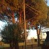 Tagliare 3 pini allaradice