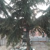 Abbattere albero