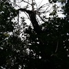 Potare O Tagliare Alberi