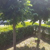 Potare O Tagliare Alberi