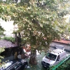 Potare O Tagliare Alberi