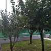 Potare O Tagliare Alberi