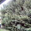 Potare O Tagliare Alberi