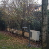 Potare O Tagliare Alberi