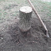 Potare O Tagliare Alberi
