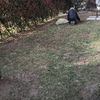 Piantare Giardino