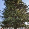 Potare O Tagliare Alberi