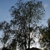 Potare O Tagliare Alberi