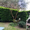 Potare O Tagliare Alberi