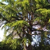 Potare O Tagliare Alberi